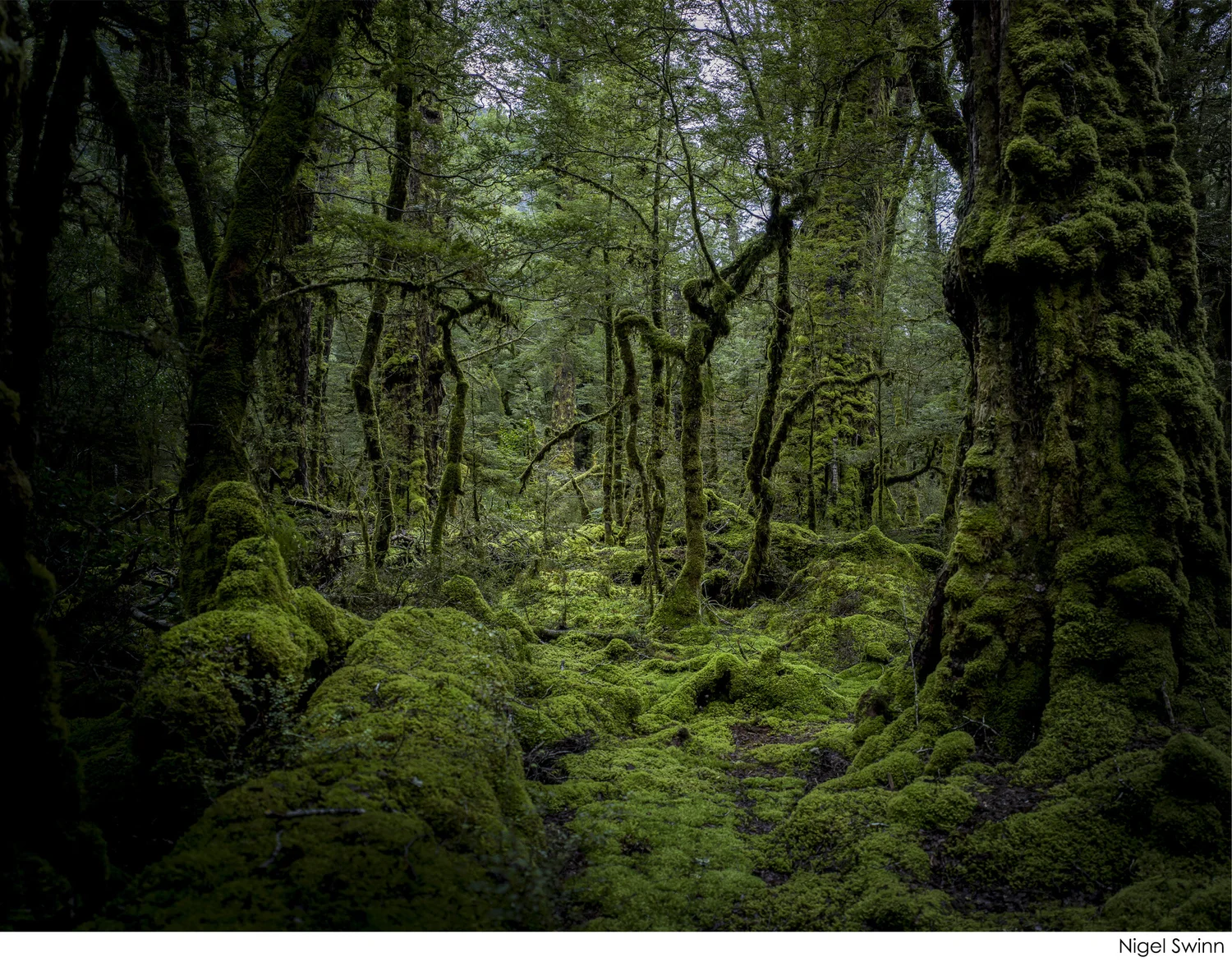 Nigel_Swinn_Lake_Gunn_copyright